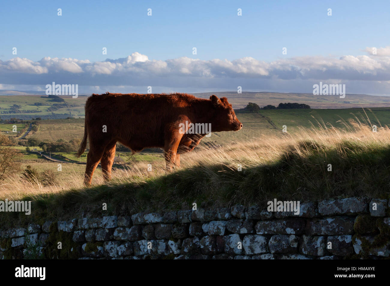 Hadrianswall: Ein Bullock steht ziemlich nervös auf der römischen Mauer bei Peel Gap Stockfoto