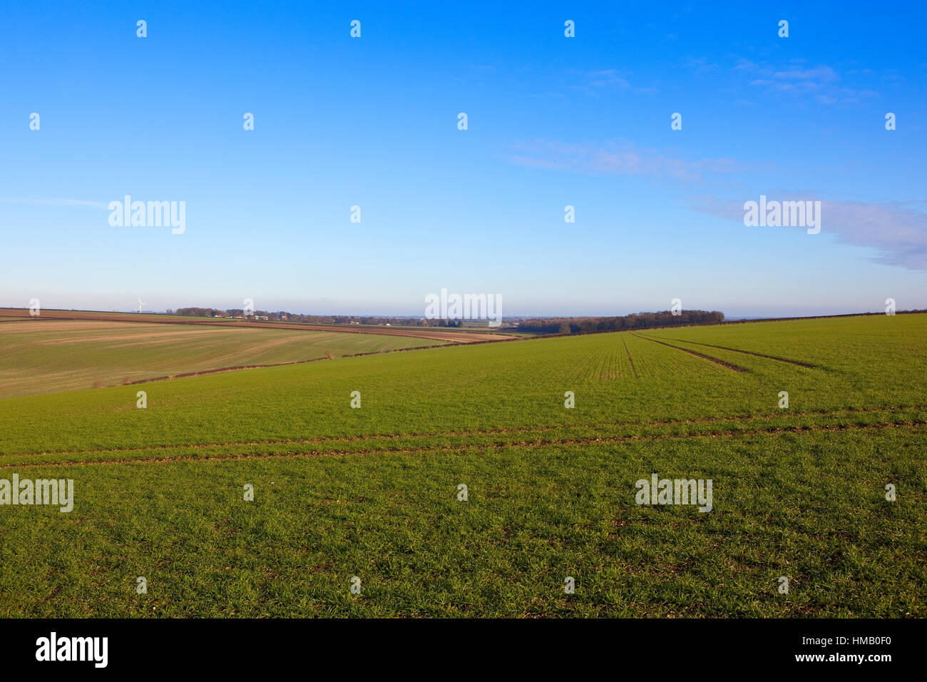 Grüne Felder der Sämling Getreide in der malerischen Landschaft der Yorkshire Wolds im Winter. Stockfoto