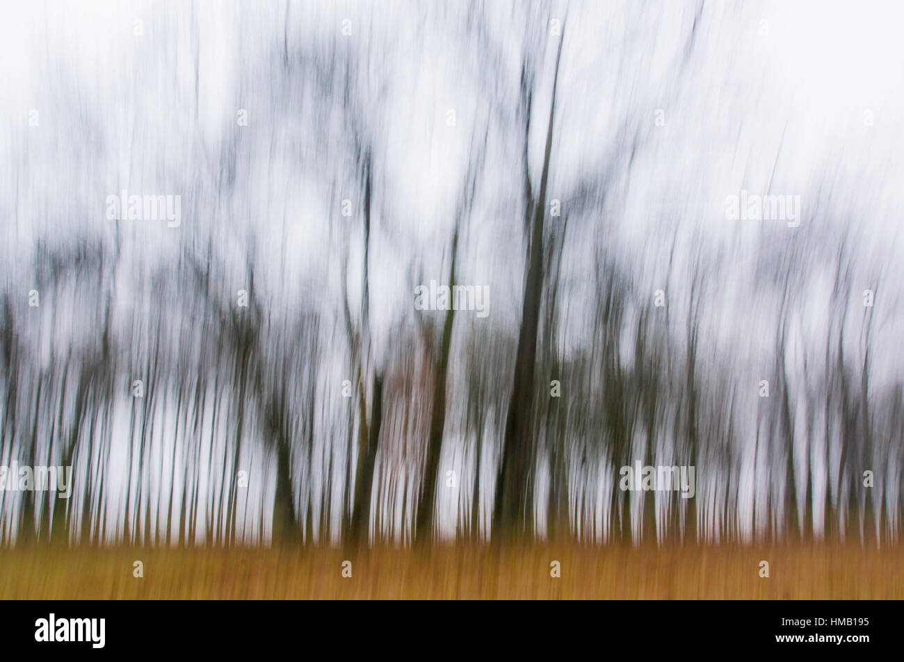Blattlose Bäume, Herbststimmung, Thüringen, Deutschland Stockfoto