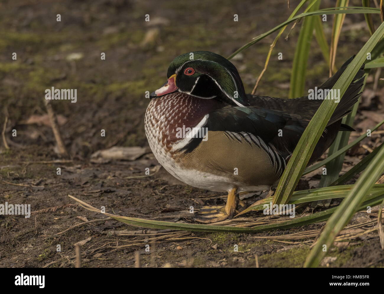 Männliche Carolina Ente, Aix Sponsa, See. Stockfoto