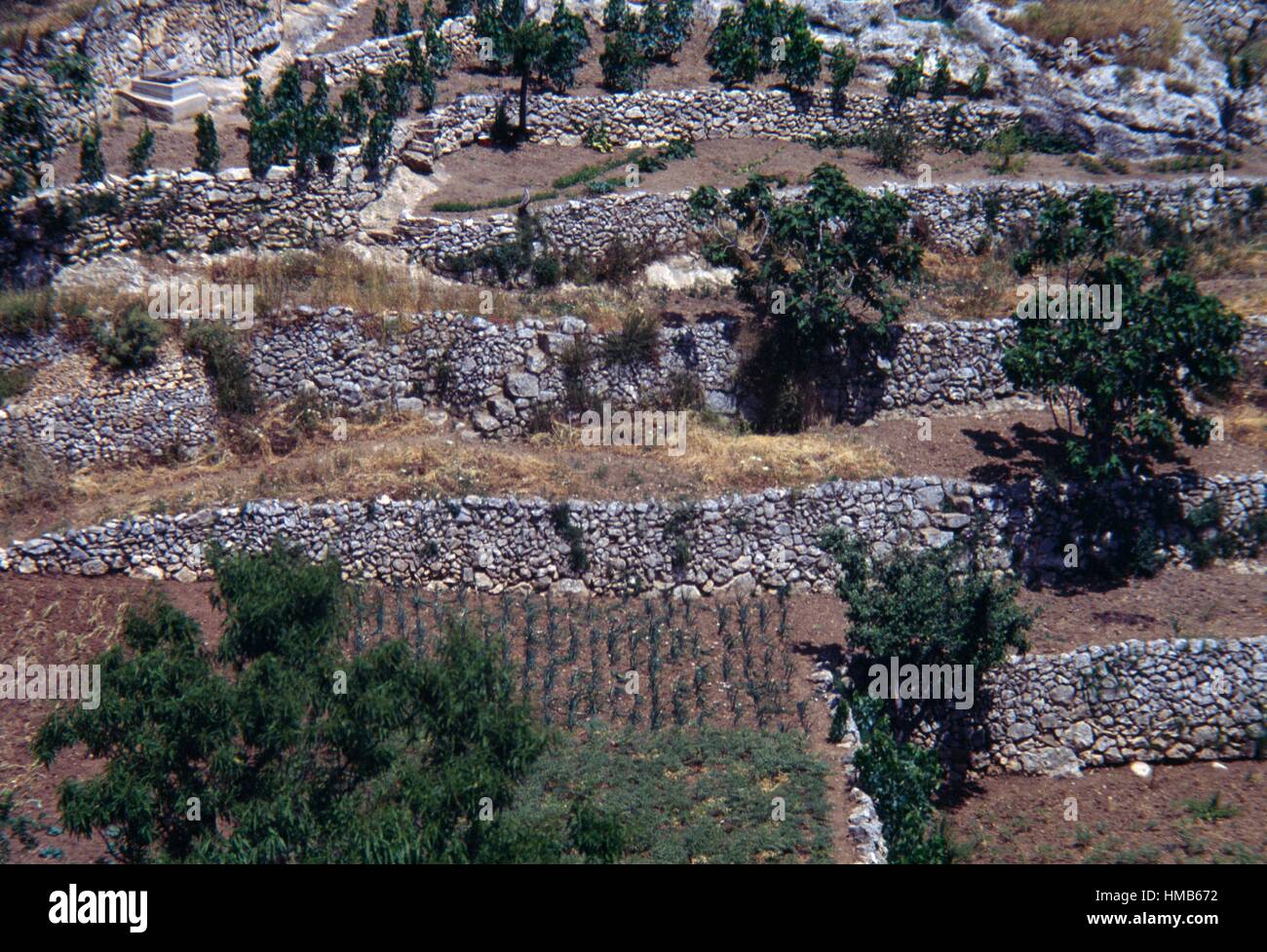 Terrassen mit Steinmauern in der Landschaft des Gargano, Apulien, Italien. Stockfoto