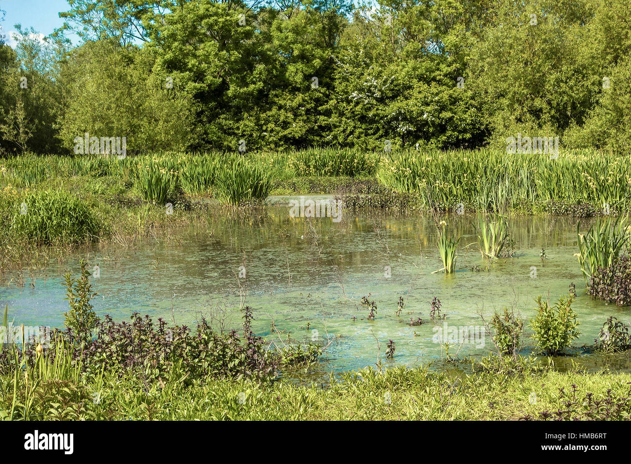 Fluss Themse Flutebene Goring auf Themse Oxfordshire UK Stockfoto