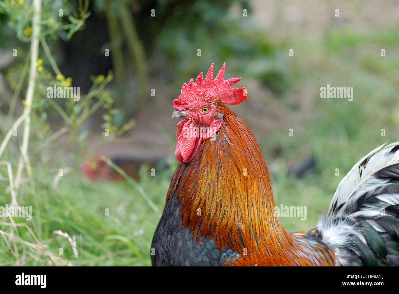 Freie Auswahl Welsummer Hahn auf Nahrungssuche außerhalb. Stockfoto