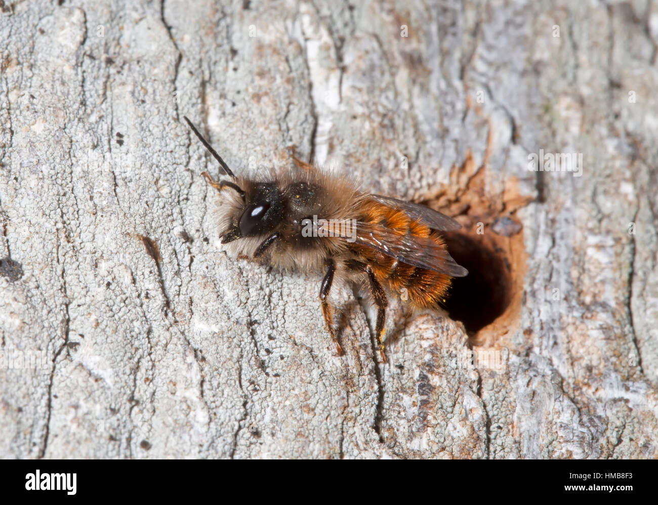 Rote Mauerbiene - Osmia bicornis Stockfoto