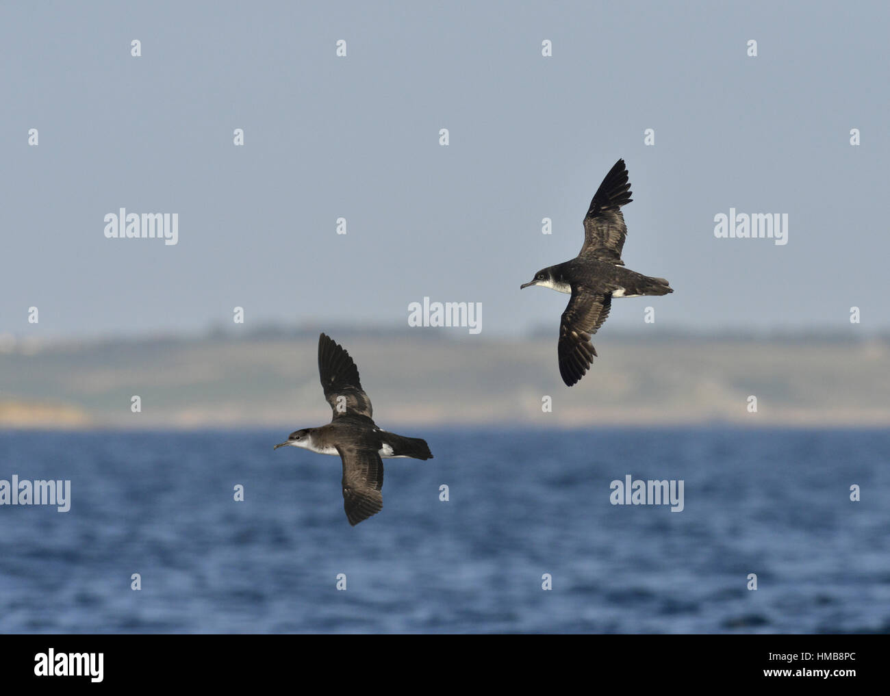 Manx Shearwater - Puffinus puffinus Stockfoto