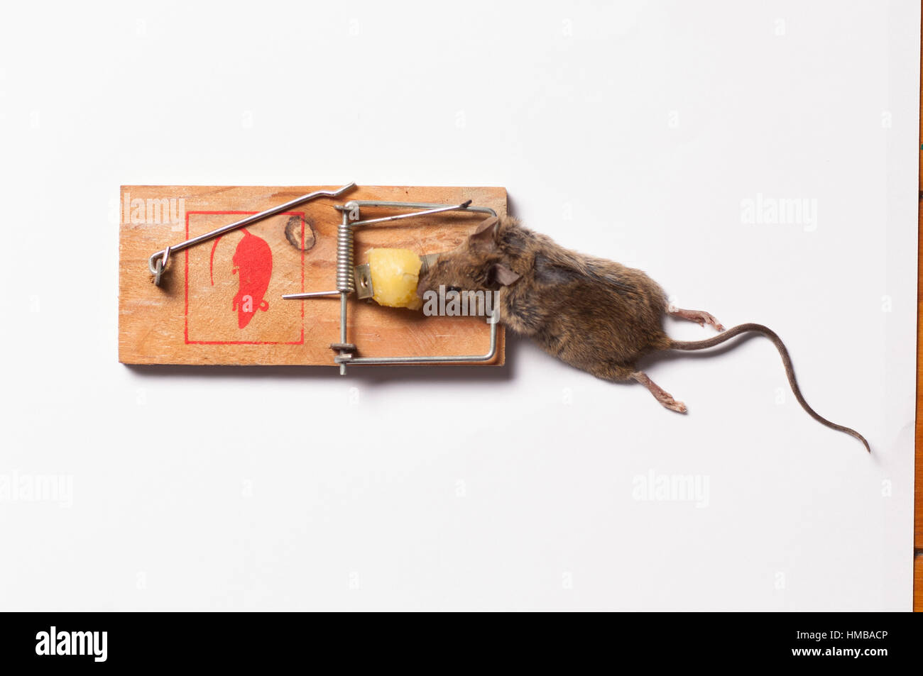 Maus In Mausefalle