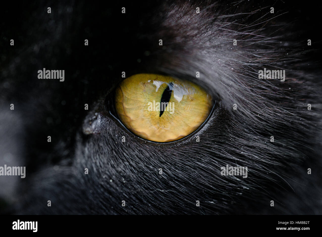 Nahaufnahme von der gelben Auge einer schwarzen Katze Stockfoto