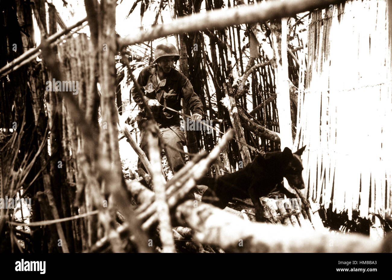 Eckzähne des Zuges QM Krieg Hund auf Biak Insel vor der Küste Neuguineas dienten Japanisch versteckt in Höhlen und Dschungel Echtheiten aufzuspüren.  Einer dieser Hunde ist hier, bei den Befehl zum Angriff, gesehen Anstrengung an der Leine.  18. Juli 1944.  (Armee) NARA-DATEI #: 111-SC-191760 KRIEG & KONFLIKT BUCH #: 869 Stockfoto