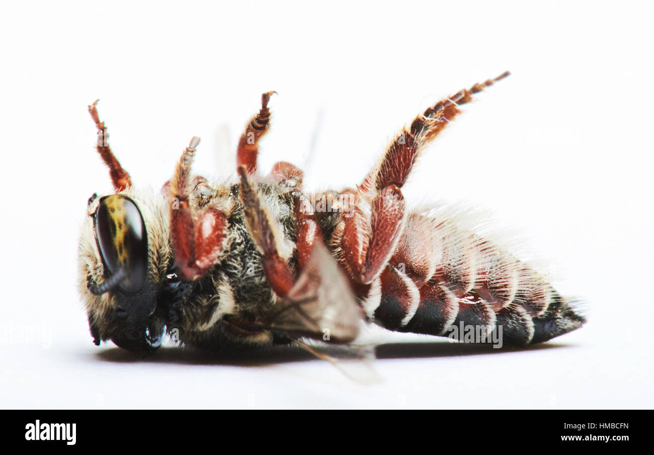 Makroaufnahme einer Wespe isoliert auf weißem Hintergrund Stockfoto