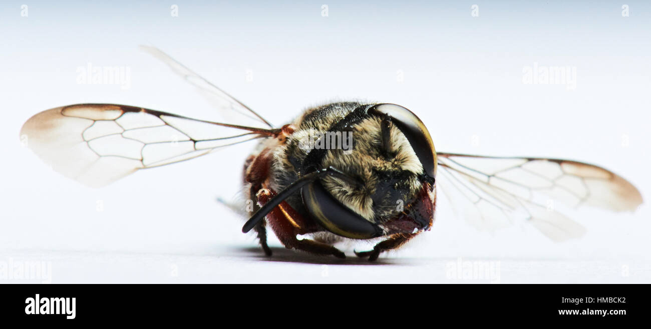 schwarze Wespe isoliert auf weißem Hintergrund hautnah Stockfoto