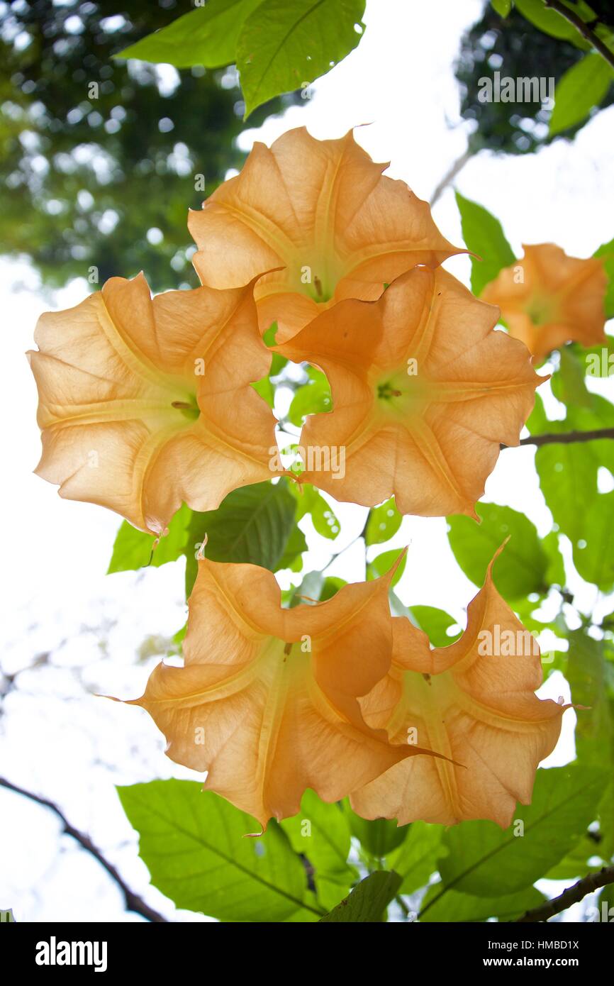 Datura Stramonium Orange Blumen Stockfoto