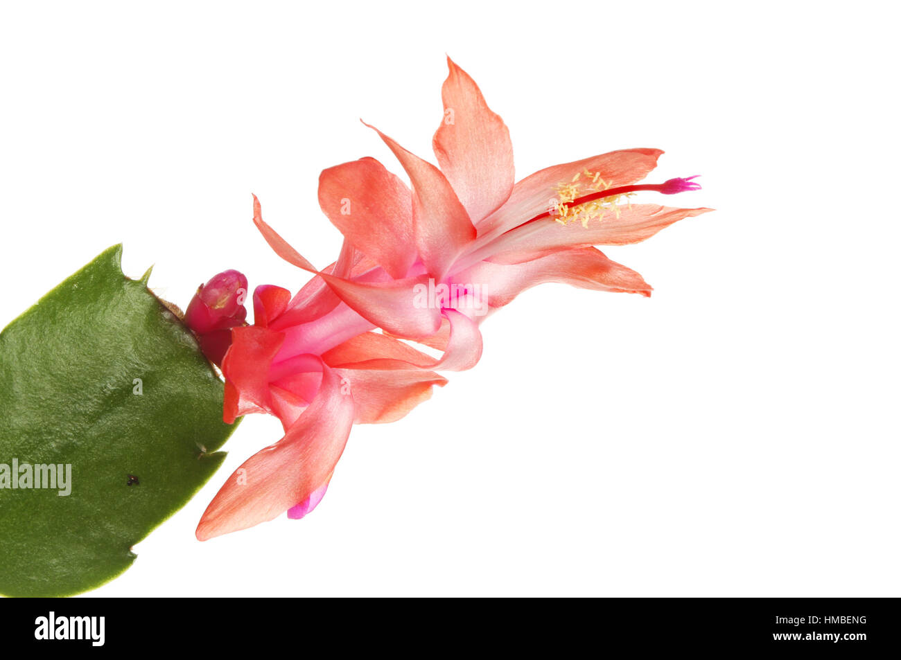 Nahaufnahme einer Lachs und lila farbigen Weihnachtskaktus, Schlumberga, Blume isoliert gegen weiß Stockfoto