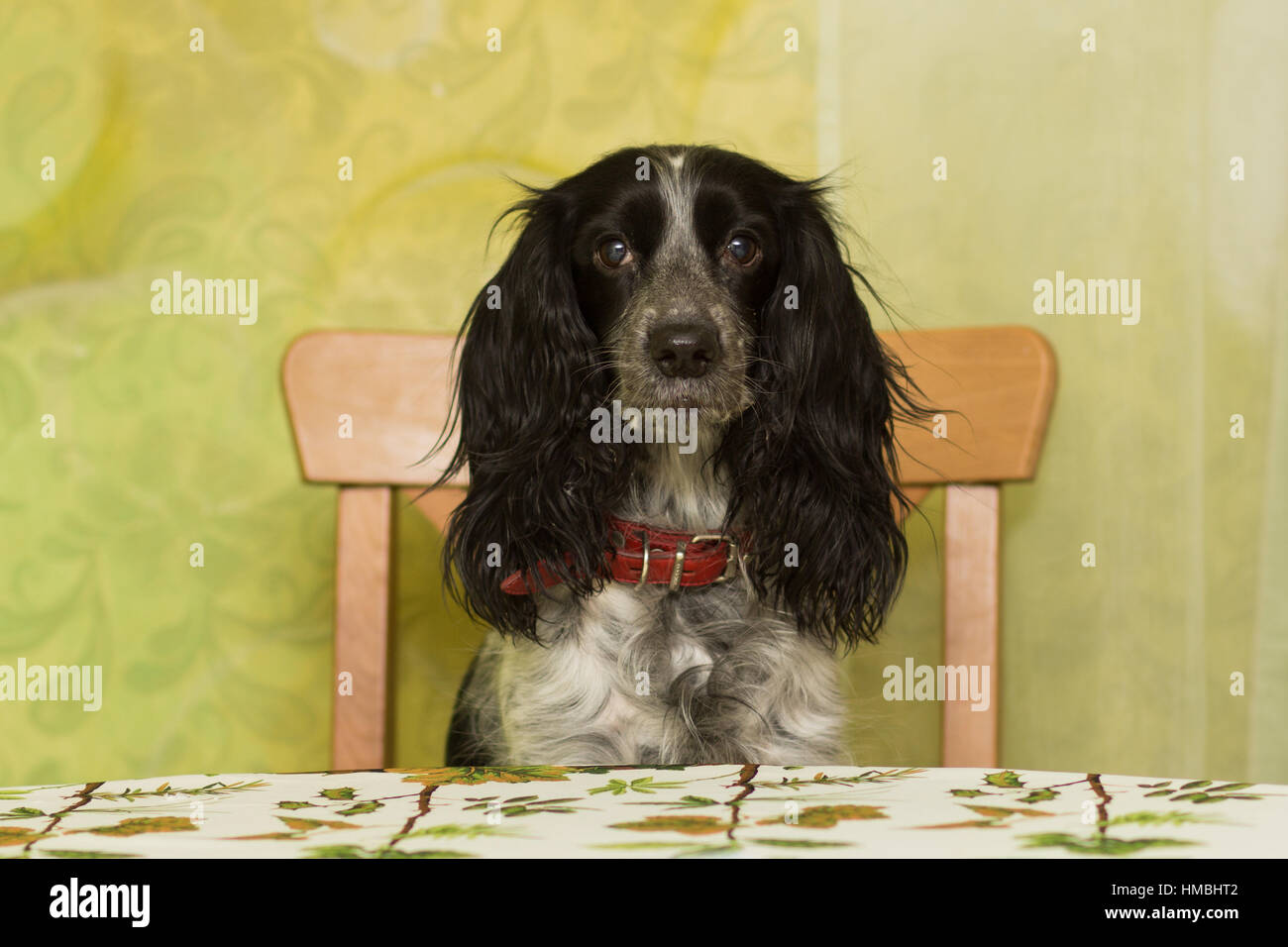 Alten Spaniel Rasse Hund sitzt auf einem Stuhl am Esstisch Stockfoto