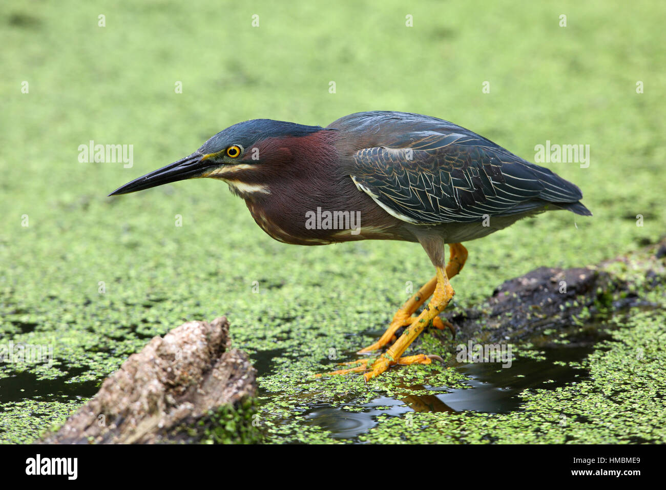 Grün Reiher, Butorides Virescens Fischen aus einem schwimmenden Protokoll in eine Algen bedeckt Pool. Stockfoto