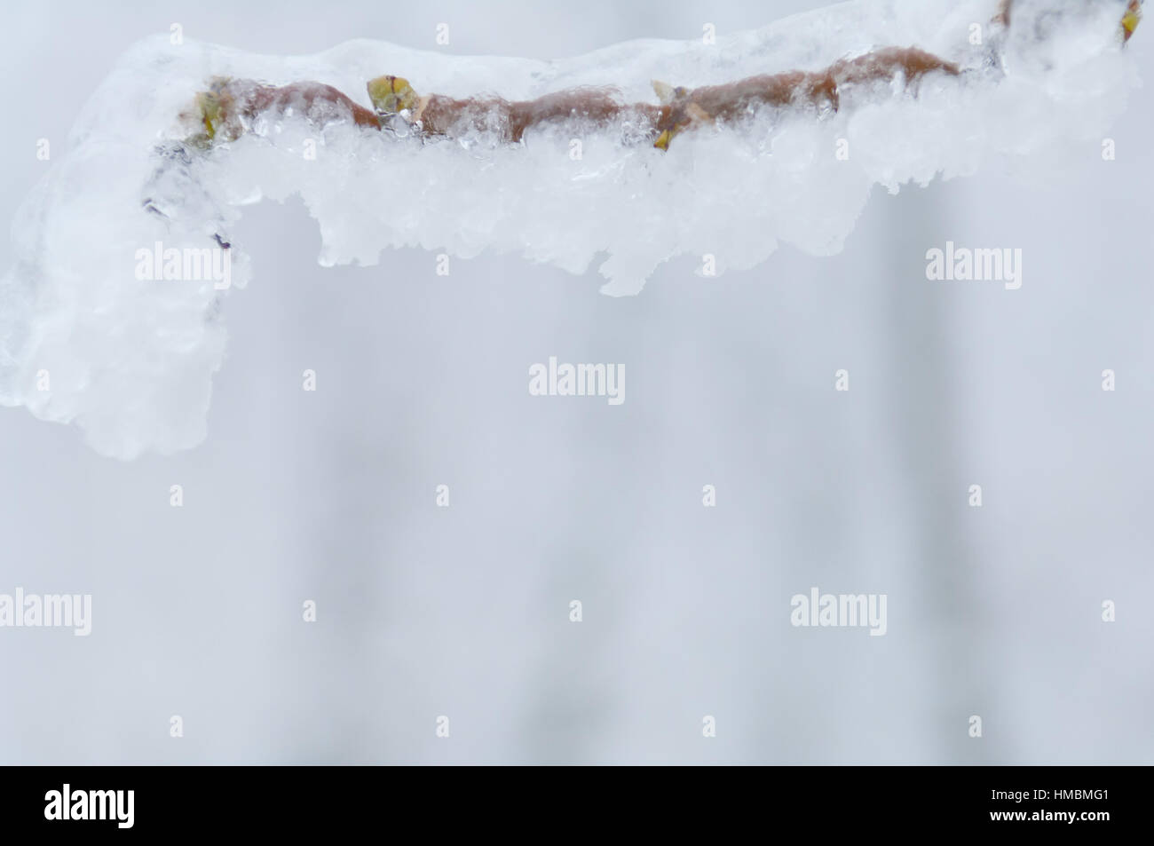 Eisigen regen oder Graupel bedeckt, die Bäume und Äste Stockfoto