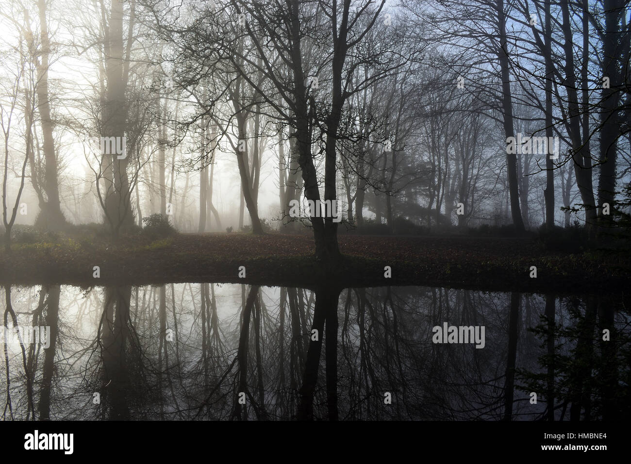 Misty Bäume Stockfoto