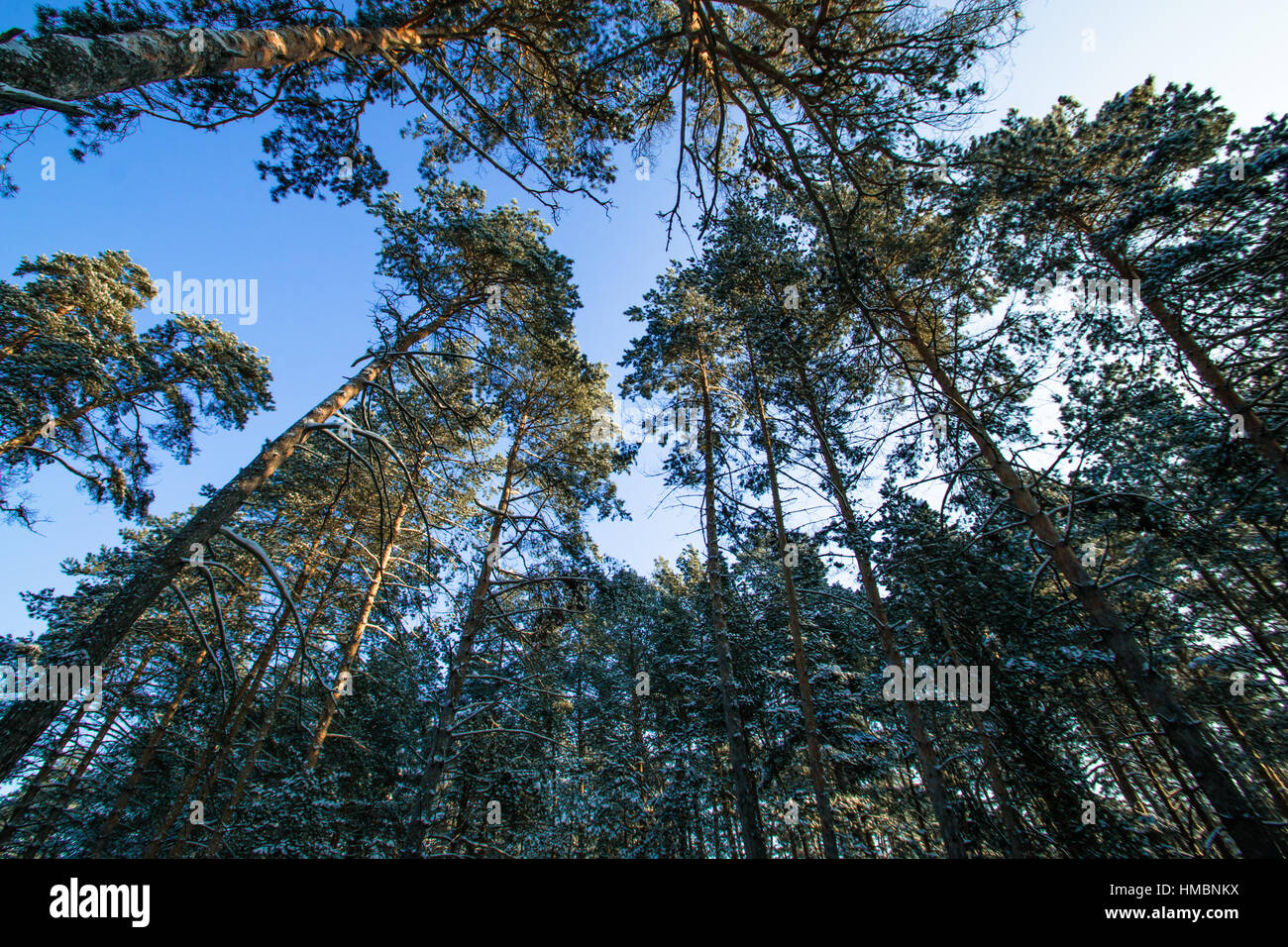 Kopf winter Kiefern blauer Himmel natürlichen Hintergrund Stockfoto