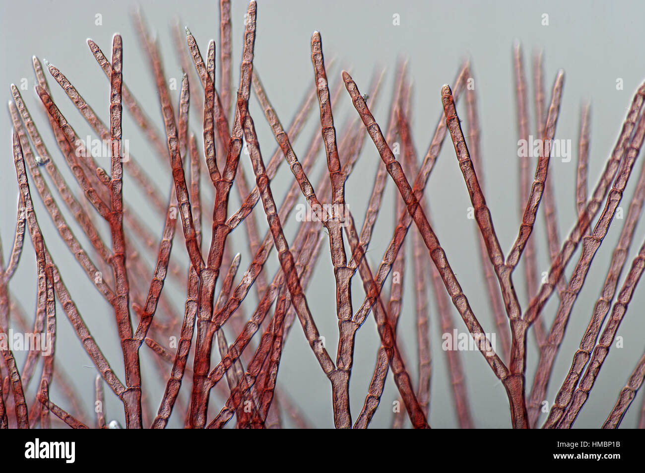 Rote Algen (Rhodophytes) aus dem Mittelmeer Stockfoto