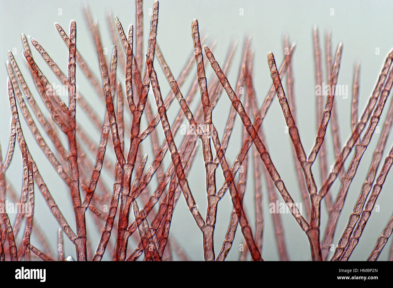 Rote Algen (Rhodophytes) aus dem Mittelmeer Stockfoto