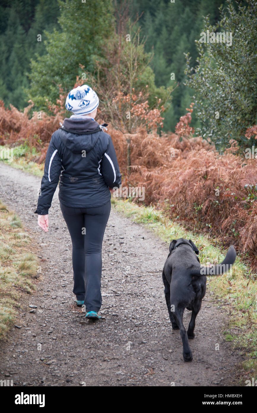 Schwarzer Labrador auf Spaziergang Stockfoto