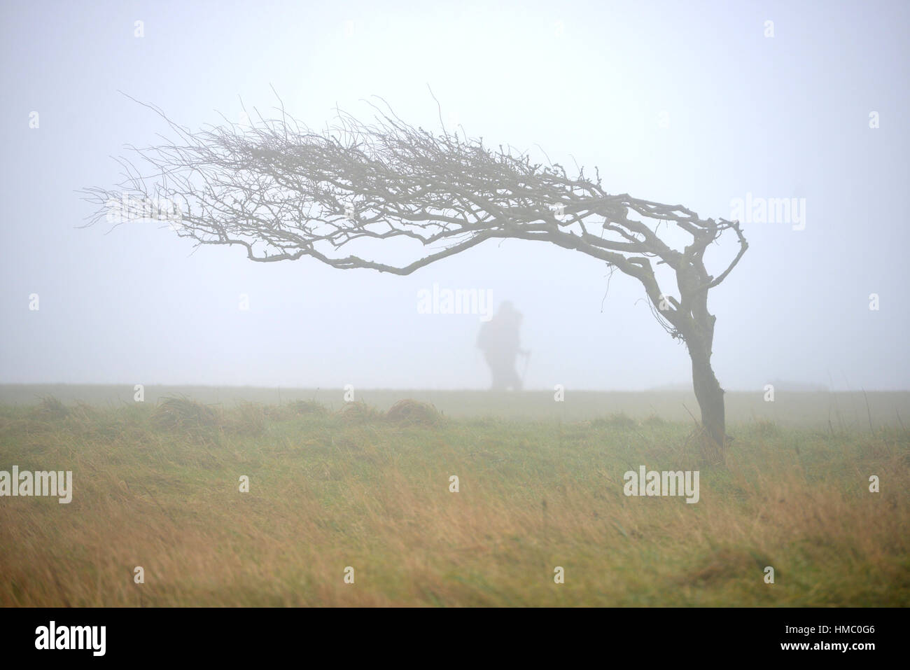 Windswept Baum und Abbildung auf der South Downs in der Nähe von Beachy Head, East Sussex. Stockfoto