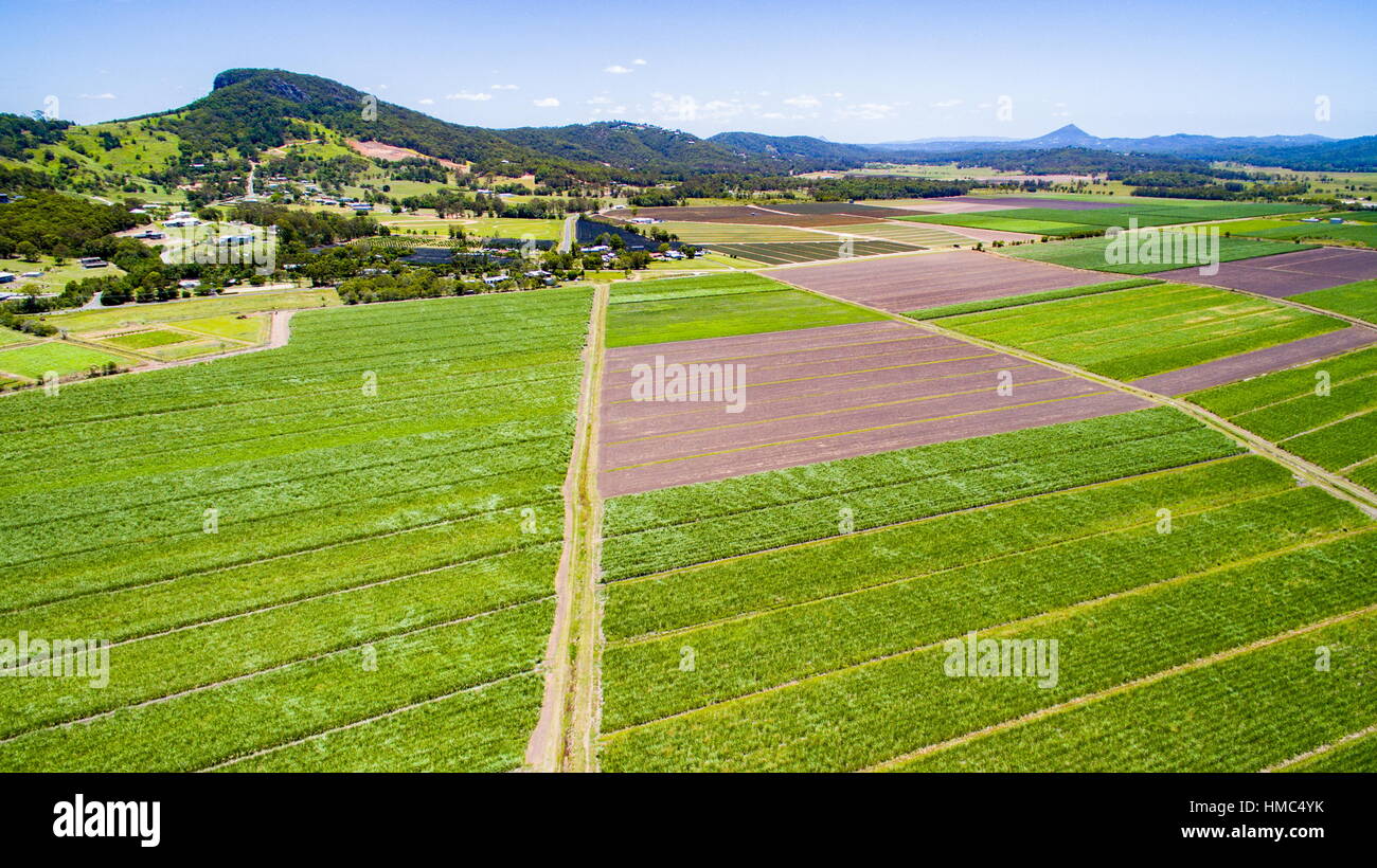 Zuckerrohrfelder in der Nähe von Mt. Ninderry, Valdora, Queensland, Australien. Stockfoto