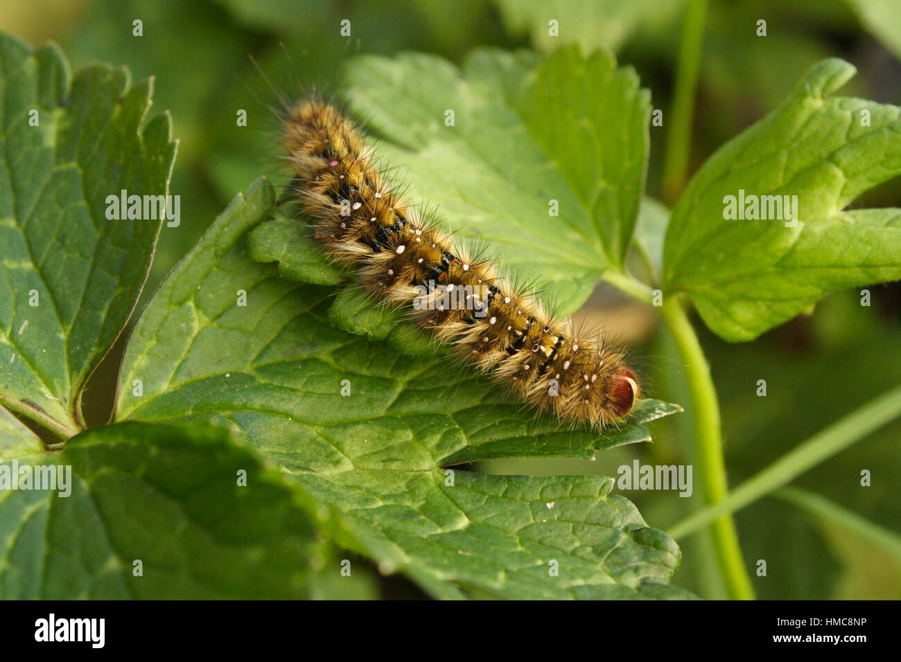 Caterpilla vom Schmetterling der gemalten Dame, (Vanessa kershawi). Stockfoto