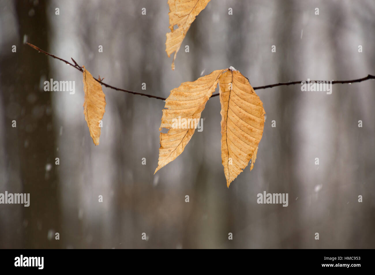 Leuchtend orange Buche Blätter flattern im Wind auf die Äste. Ahorn und Buche Bäume im Hintergrund haben keine Blätter im Winterschnee. Schnee ich Stockfoto