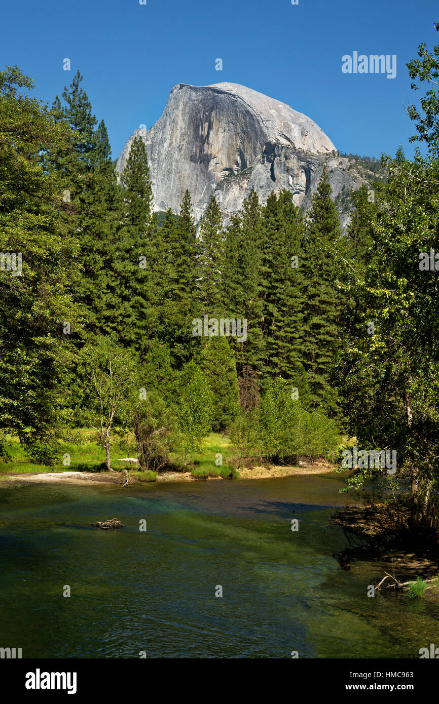 CA02975-00... Kalifornien - Sparren am Merced River mit Half Dome im Hintergrund im Yosemite Valley Gebiet des Yosemite National Park. Stockfoto