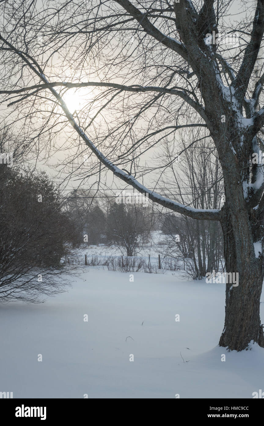 Die dunstige Sonne steigt im Winter durch Schnee beladene Zweige von einem großen Ahornbaum. Stockfoto