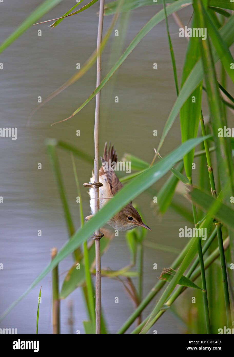 Reed Warbler: Acrocephalus Scirpaceus im Schilf Phragmites. Stockfoto