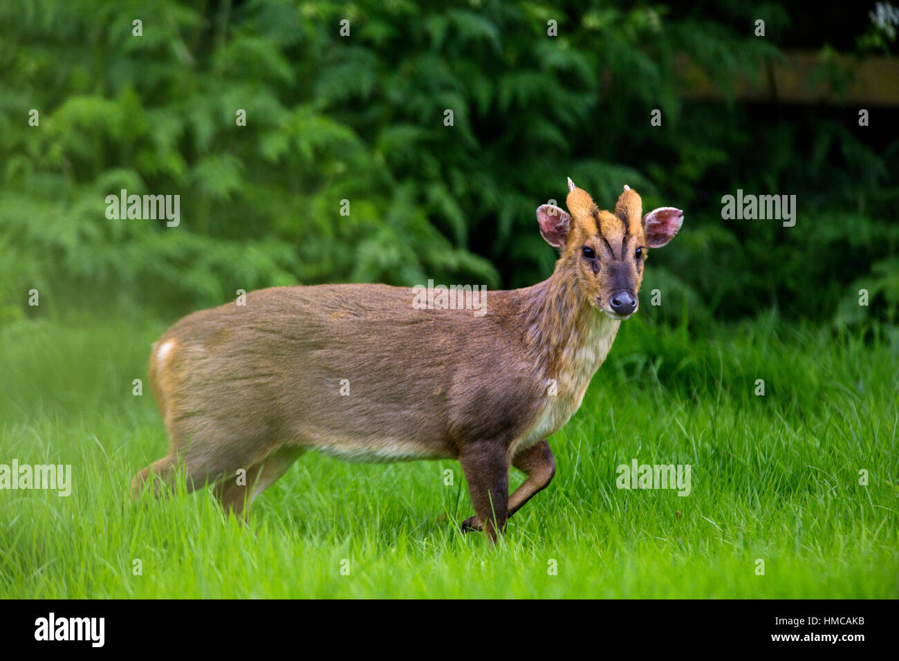 muntjak-muntiacus-reevesi-hirsch-rasen-wiese-im-hochsommer