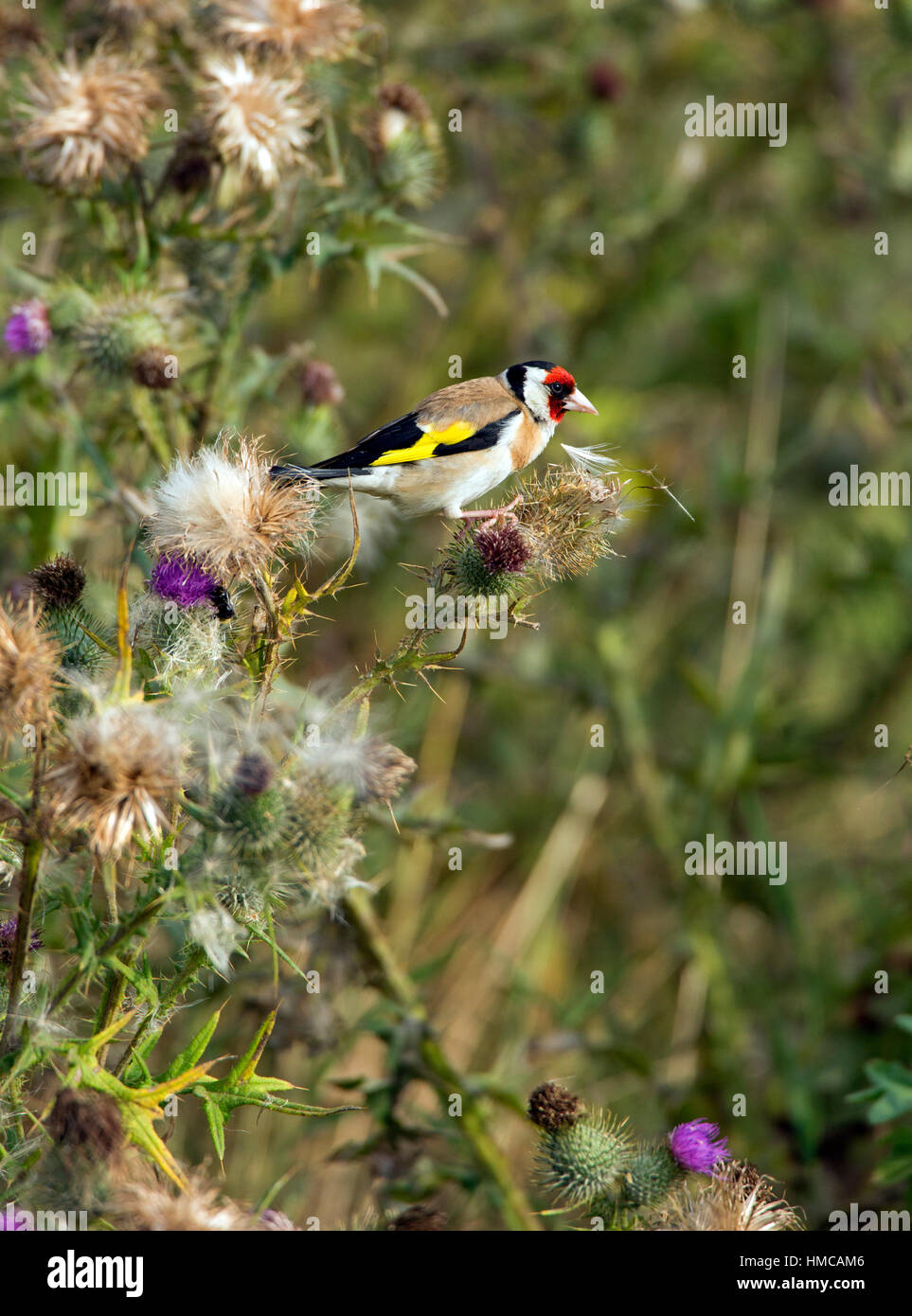 Erwachsenen Stieglitz (Zuchtjahr Zuchtjahr) Fütterung auf Disteln. Stockfoto
