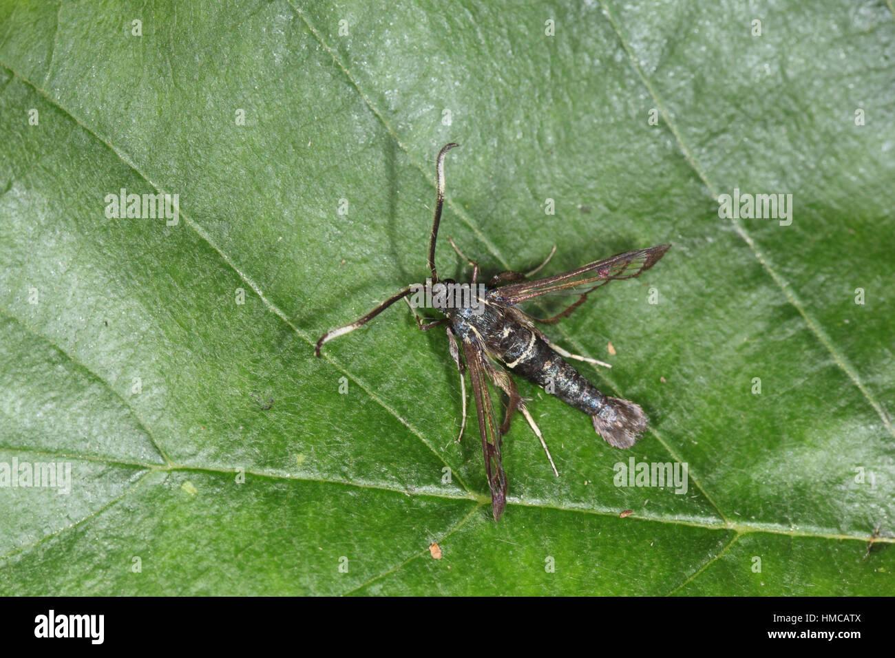 Weiß-barred Clearwing (Synanthedon Spheciformis) - eine landesweit knapp Wespe-Mimic Motte feuchten Carr Wald Stockfoto