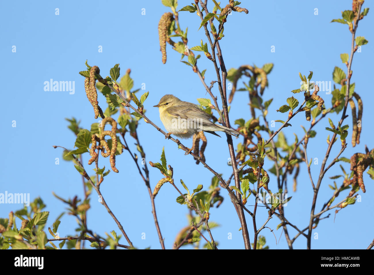 Fitis (Phylloscopus Trochilus) - auf der Frühjahrszug hoch in einem Baum sitzend Stockfoto