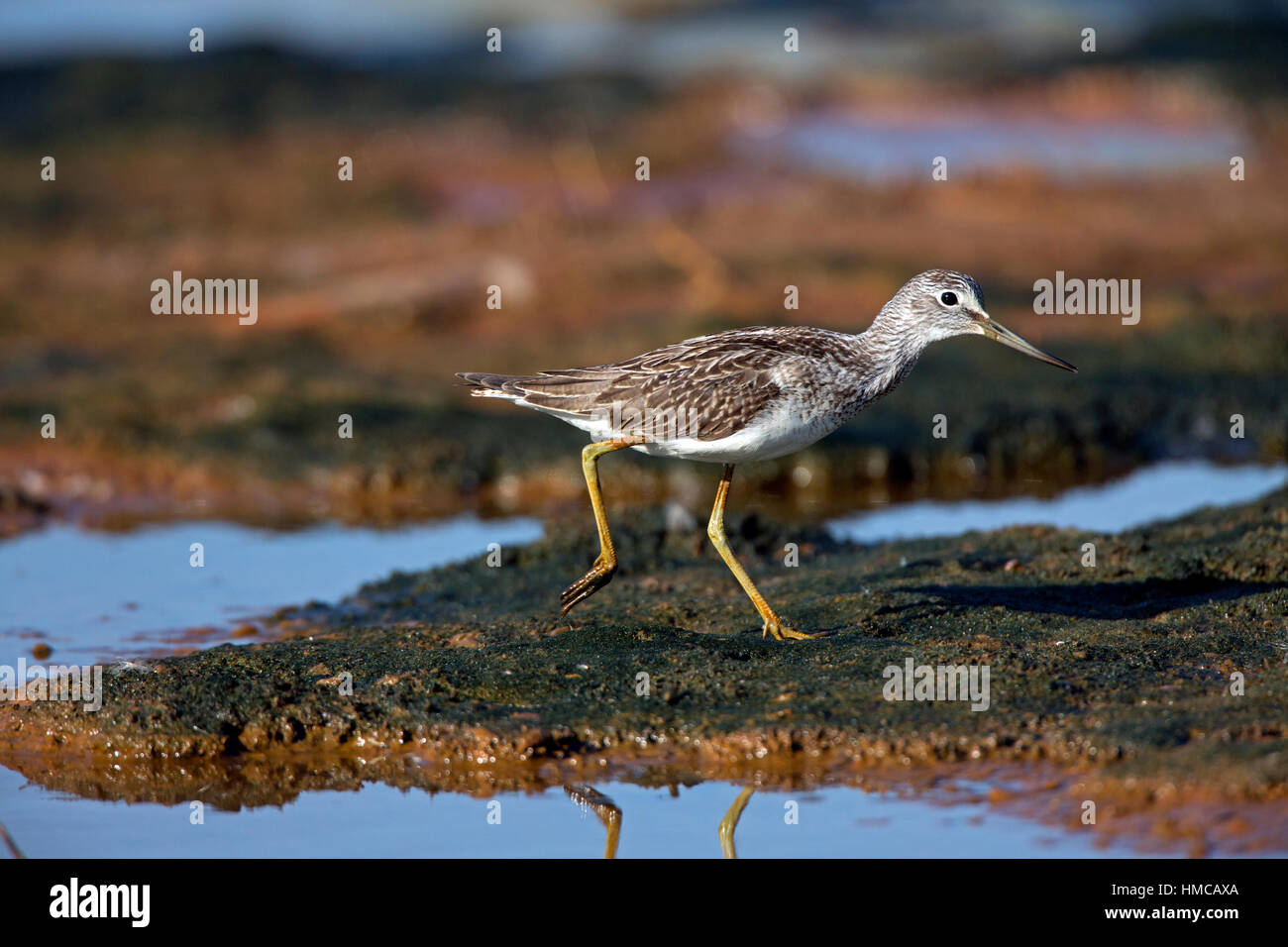 Tringa Nebularia in Salzwiesen Bach Angeln. Französisch: Chevalier Aboyeur Deutsch: Grünschenkel Spanisch: Archibebe Claro Stockfoto