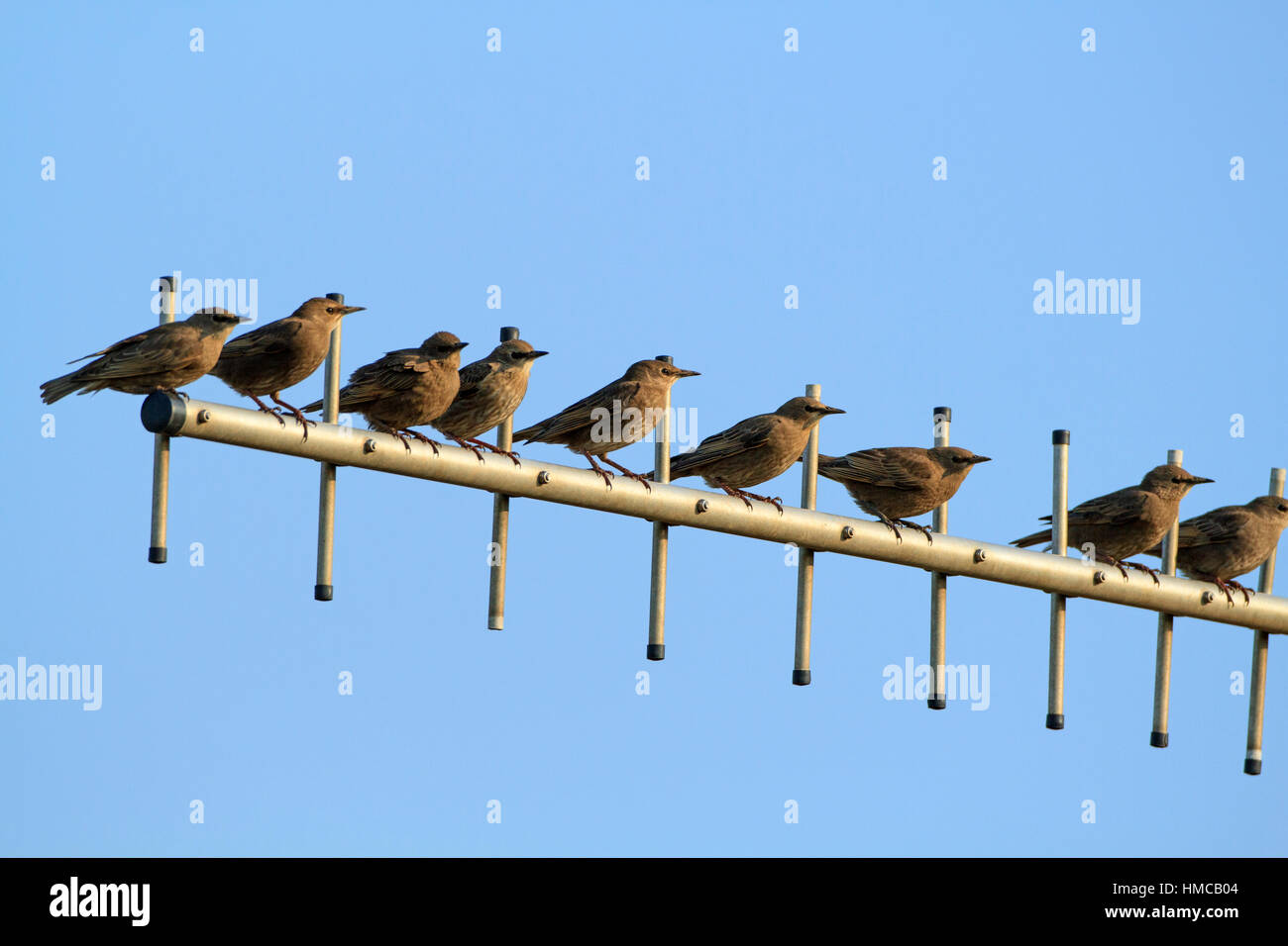 Eine Reihe von 9 jungen Starnen (Sturnus vulgaris), die sich entlang einer Fernsehantenne mit klarem blauem Himmel thront. Stockfoto