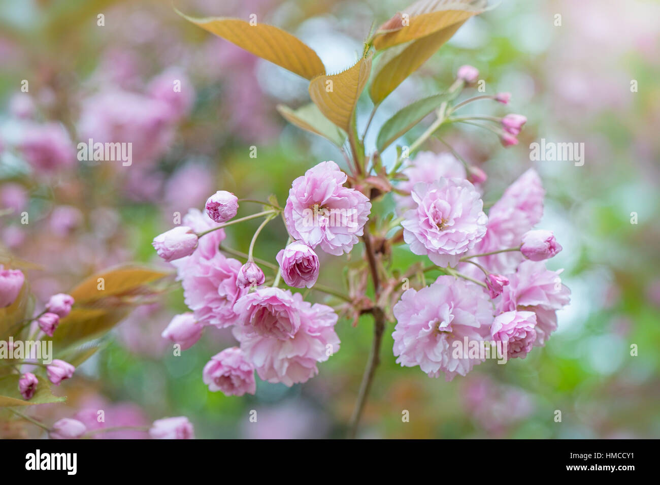 Blühender Kirschbaum Prunus 'Kanzan' japanische Frühlingsblumen rosa Blüte. Stockfoto