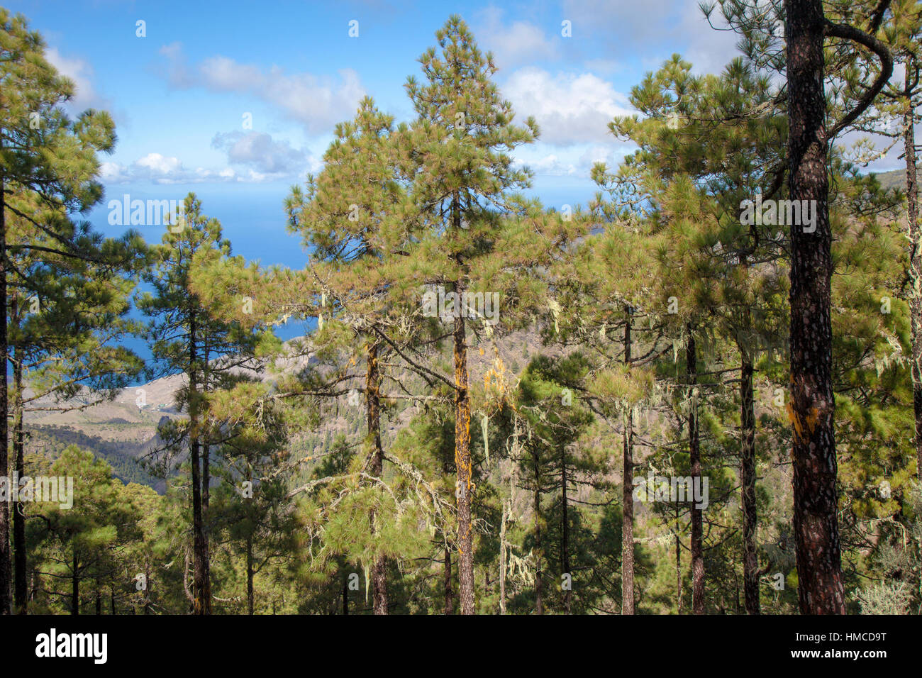 Gran Canaria, Tamdaba Naturpark, kanarische Kiefern Stockfoto