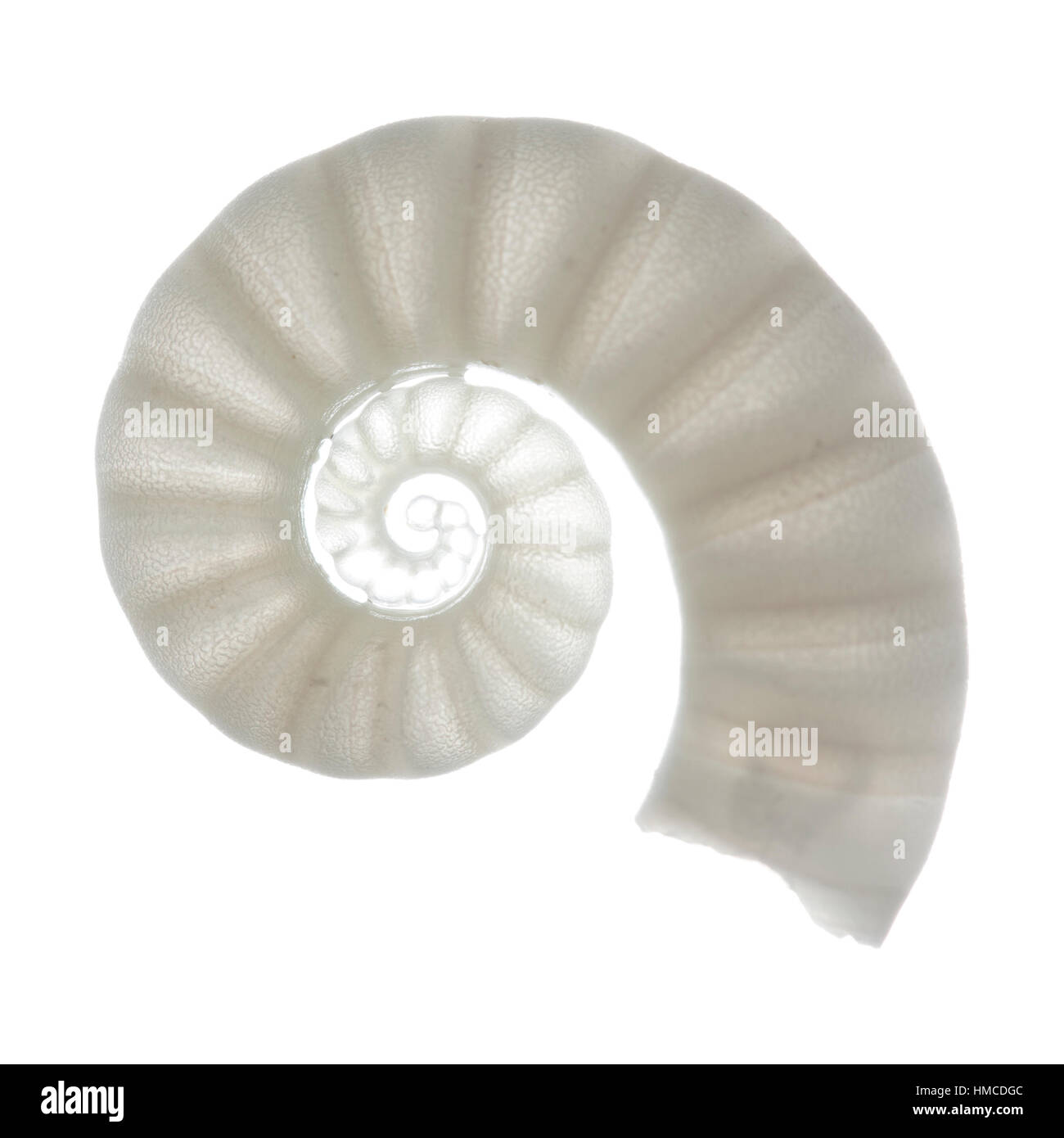 Widder Horn Shell, Spirula, isoliert auf weiss Stockfoto