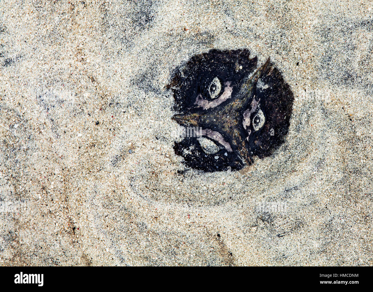Eine Kokosnuss-Schale im Sand begraben scheint ein Gesicht von Angst Horror haben. Anthropomorphismus. Stockfoto