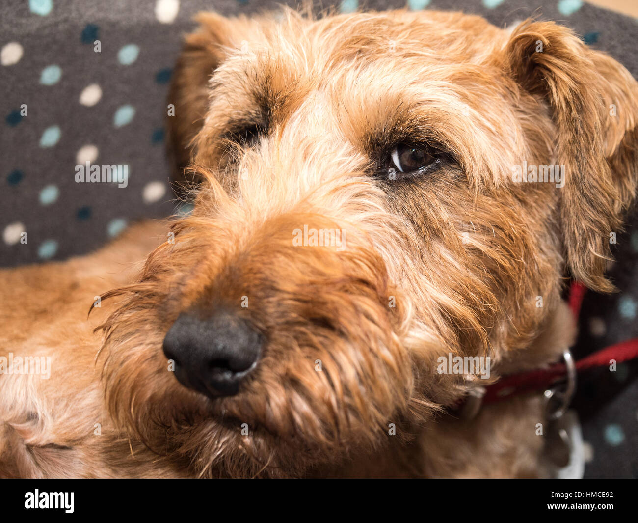 Ein Irish Terrier Hund saß in einem Hundebett, Blick auf Kamera mit einer fleckigen Polka Dot Decke dahinter Stockfoto Ein Irish Terrier Hund saß in einem Hundebett, Blick auf Kamera mit einer fleckigen Polka Dot Decke dahinter Stockfoto