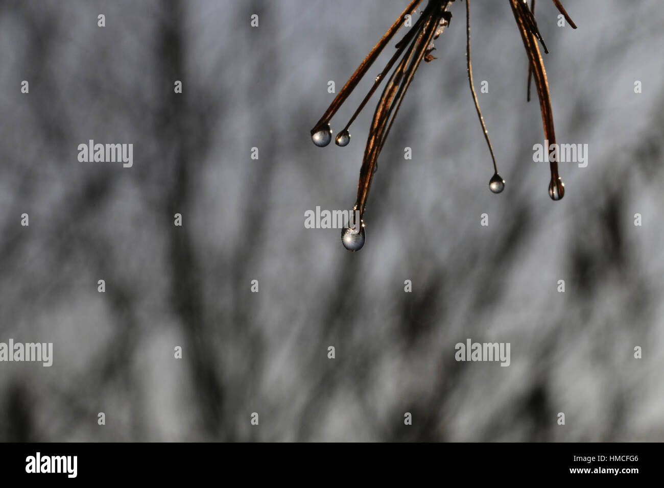 Frosty Tropfen Wasser tropft aus einer Pflanze ein Tauwetter Stockfotografie Alamy