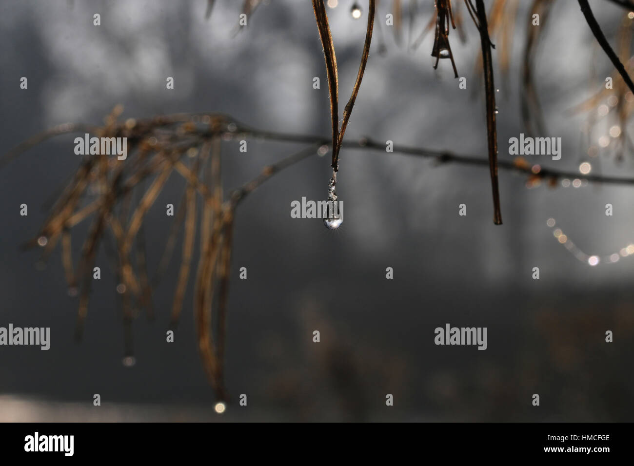 Frosty Tropfen Wasser tropft aus einer Pflanze ein Tauwetter Stockfotografie Alamy