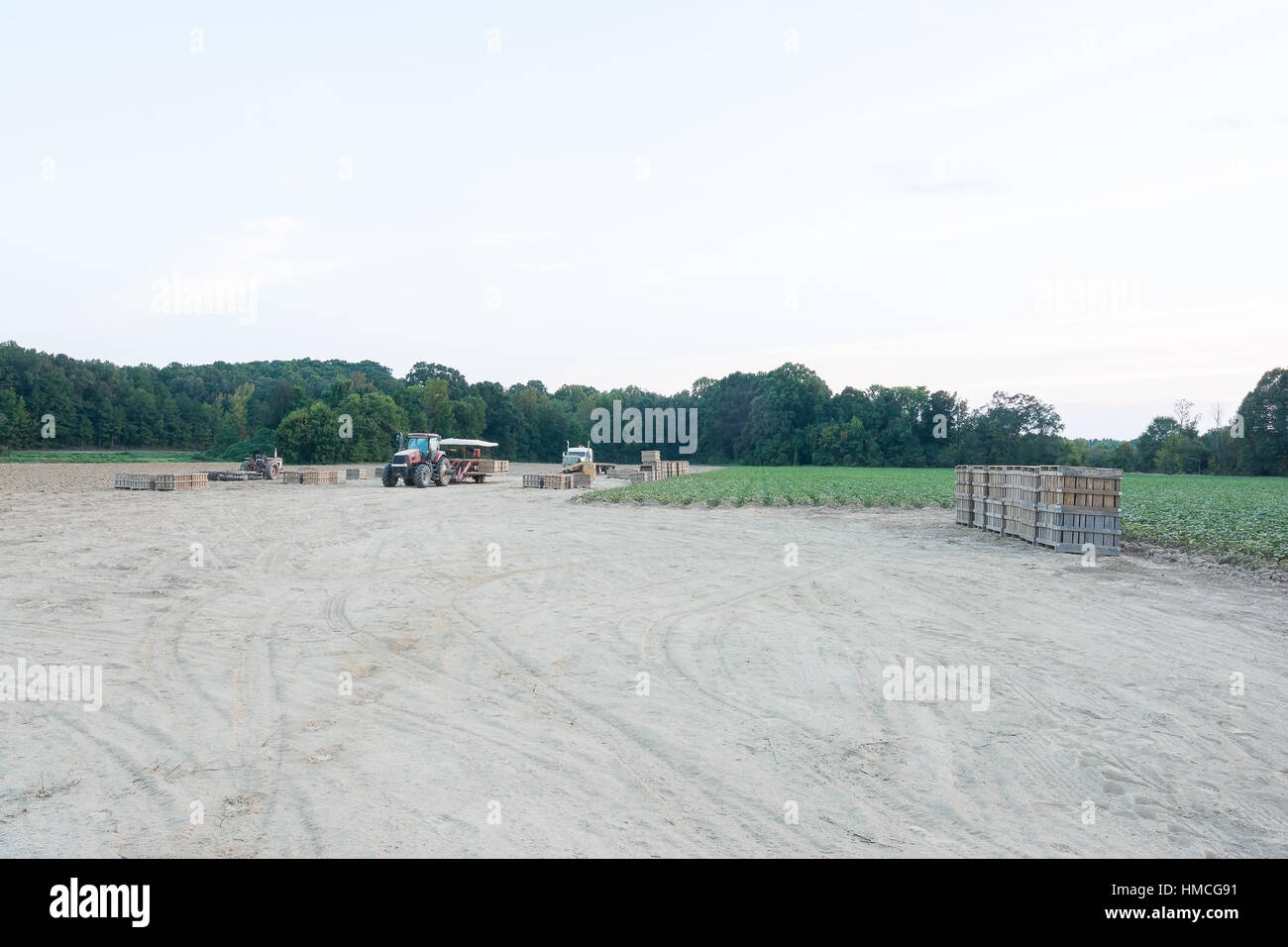 Kisten mit Süßkartoffeln, die gereinigt und vor Ort verpackt wurden. Sie werden per LKW an die lokalen Märkte geliefert werden. Stockfoto