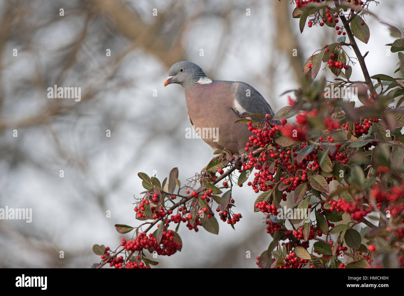 Gemeinsamen Ringeltaube Columba Palumbus ernährt sich von Beeren Zwergmispel. Winter. UK Stockfoto