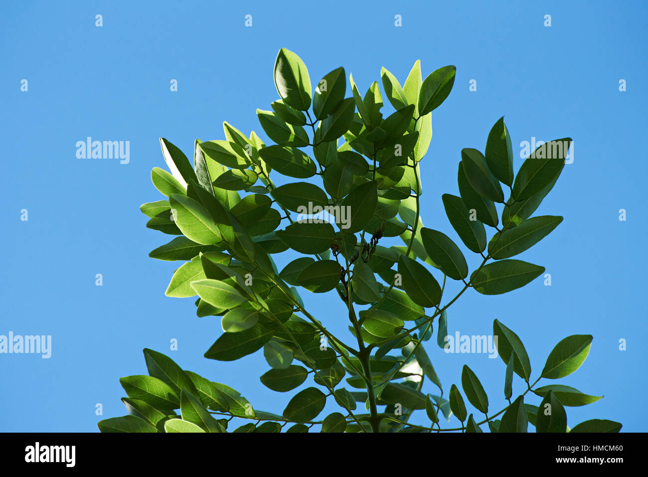 frischer grüner Baum Blätter auf blauen Himmelshintergrund Stockfoto