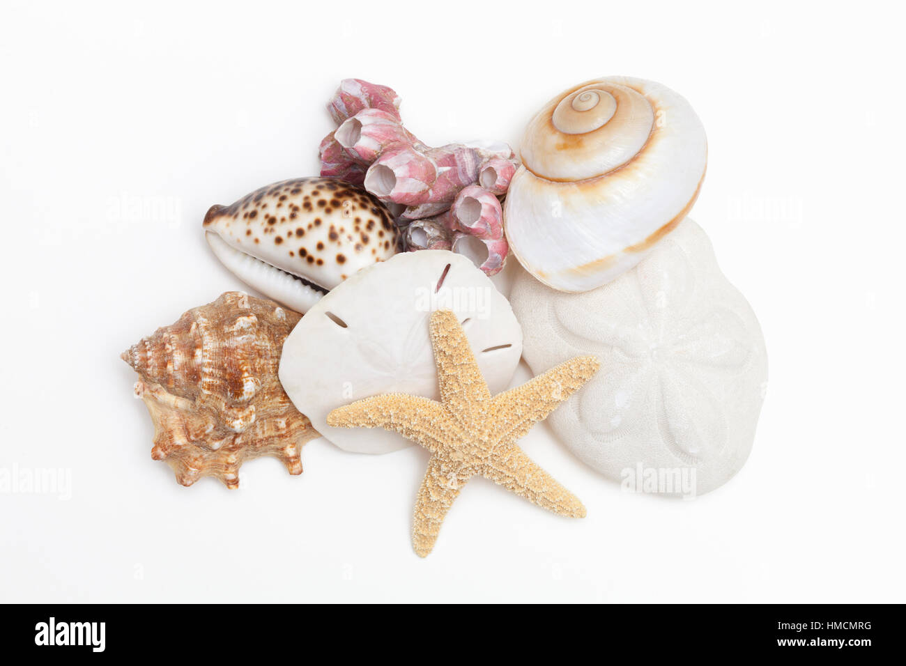 Eine Sammlung von Muscheln - einer Kauri, Moon Shell, Muschel, Seepocken, Seesterne, Sanddollars und Meer Keks auf weißem Hintergrund. Stockfoto