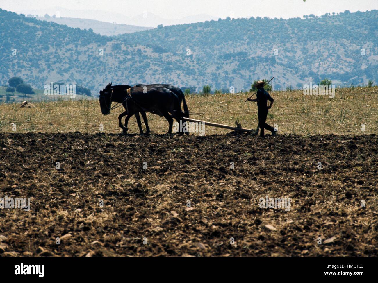 Landwirt tendenziell das Land mit einem von Pferden gezogenen Pflug, Maures, Algerien. Stockfoto