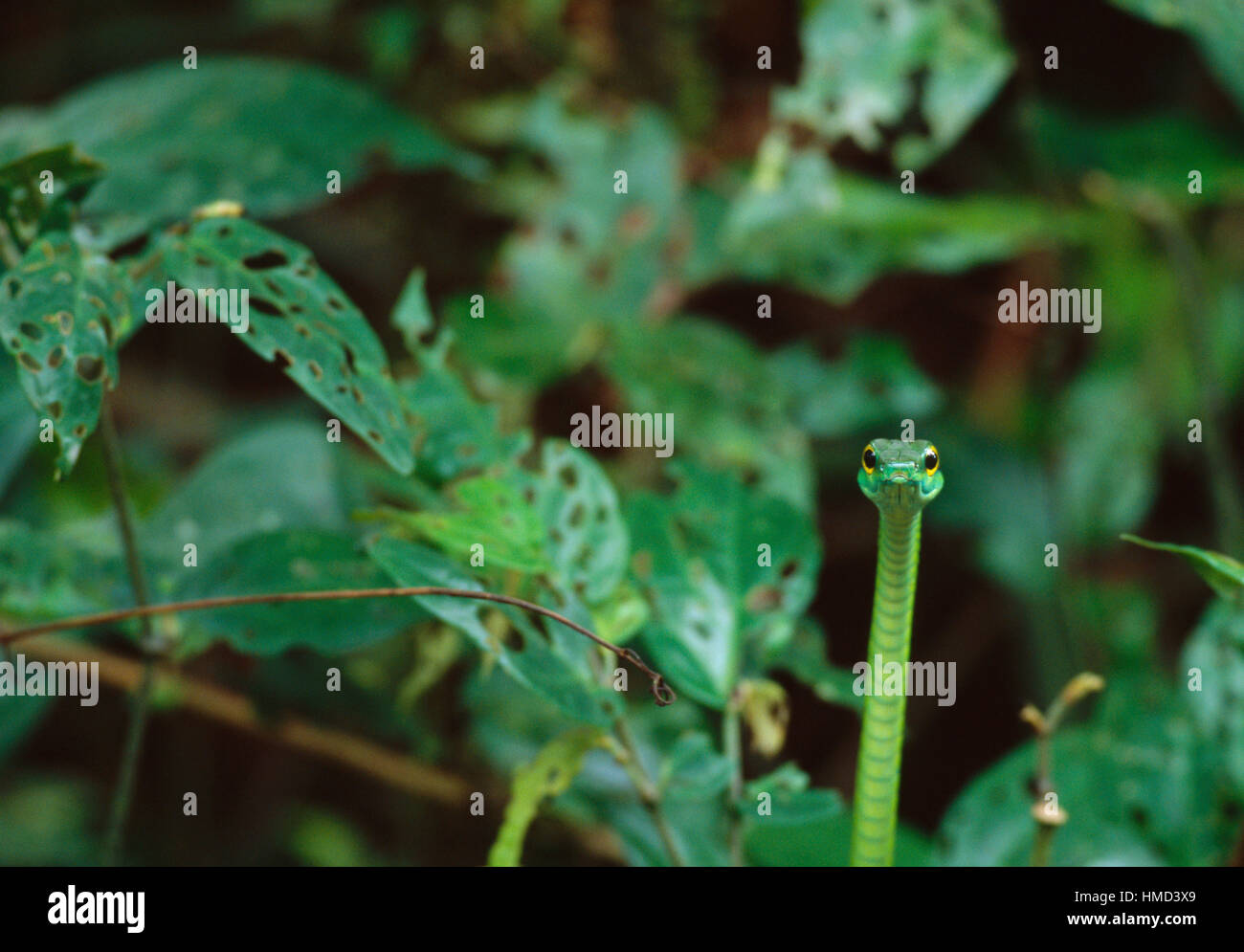 Kurznasige Rebe Schlange (Oxybelis Brevirostris), Cahuita Nationalpark, Karibikküste Costa Rica Stockfoto